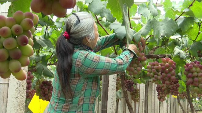 闫各庄镇葡萄产业“甜蜜升级”：新品种+新技术撬动大市场