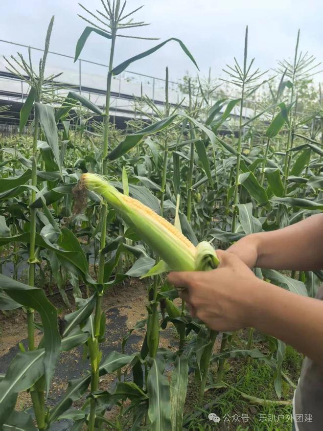 广州企业团建含餐+趣味团建游戏+水果采摘人均100+好去处推荐(图6)