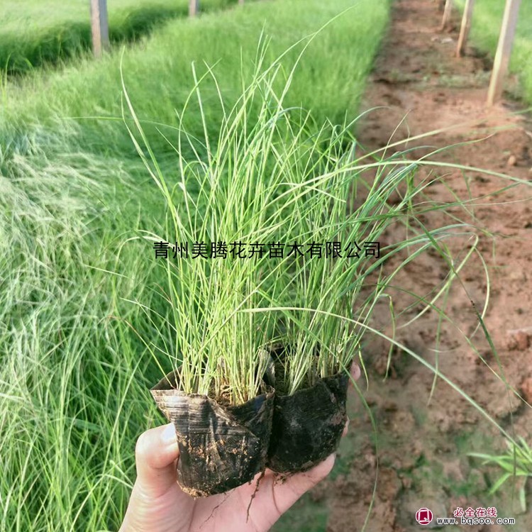 青州美腾花卉苗木有限公司