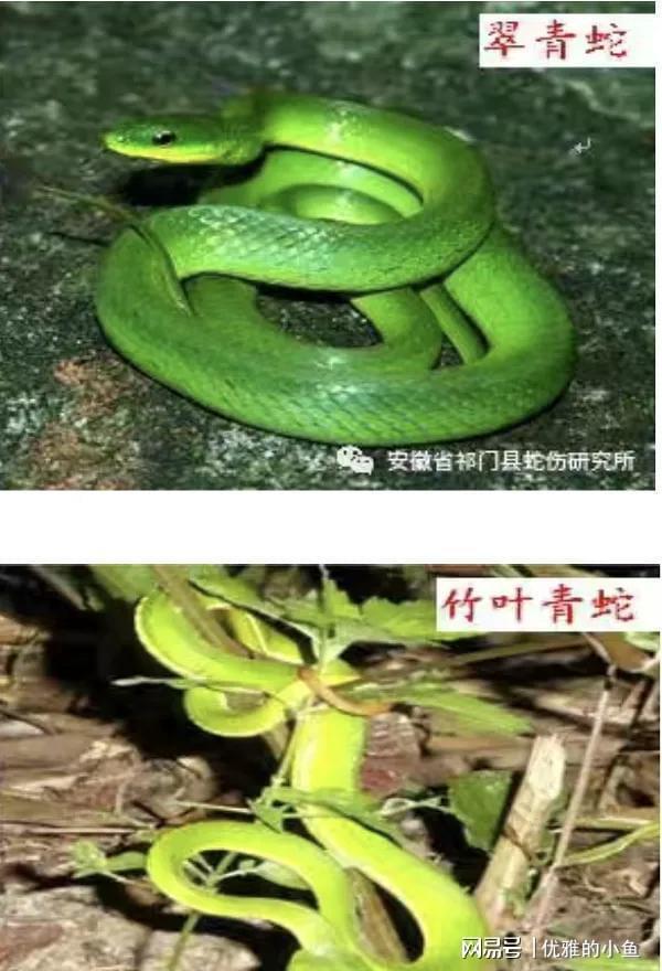 三亚毒蛇咬伤悲剧敲响警钟！这些保命常识后天就得记牢