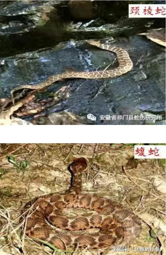 三亚毒蛇咬伤悲剧敲响警钟！这些保命常识后天就得记牢(图2)