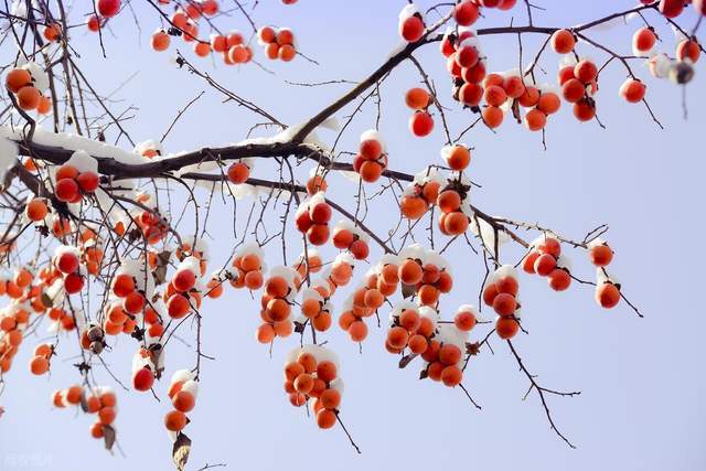 今年立冬有五大特点是哪五大特点看农谚是咋说的有道理吗？(图4)